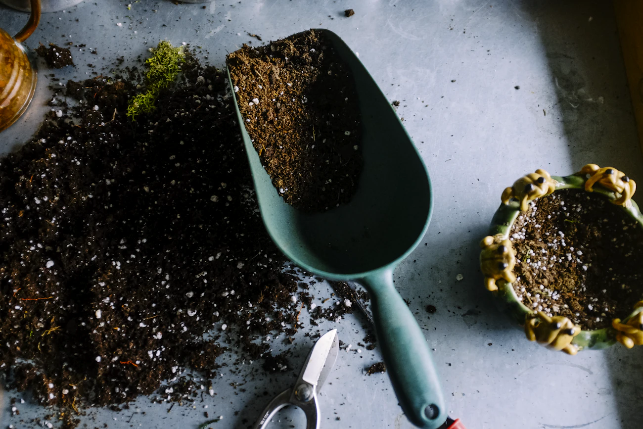Fresh black truffles beside a digging scoop