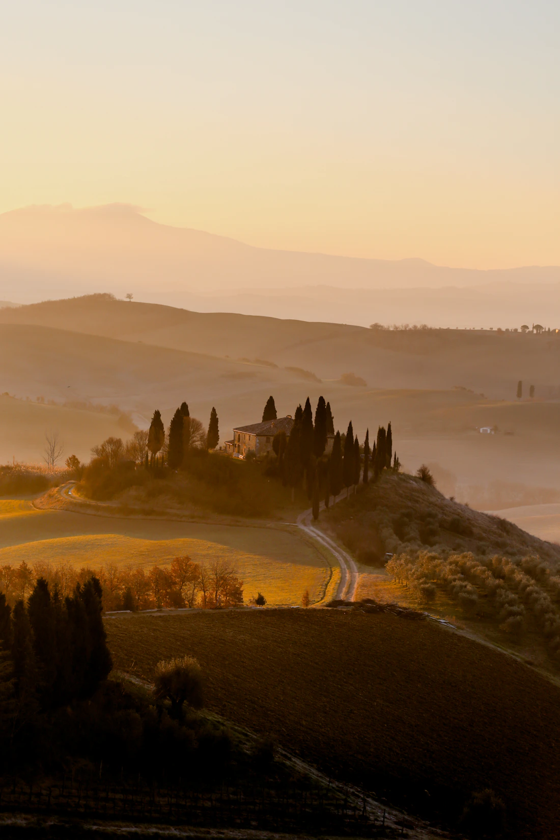 Cypress-dotted Val d'Orcia farmland at golden hour