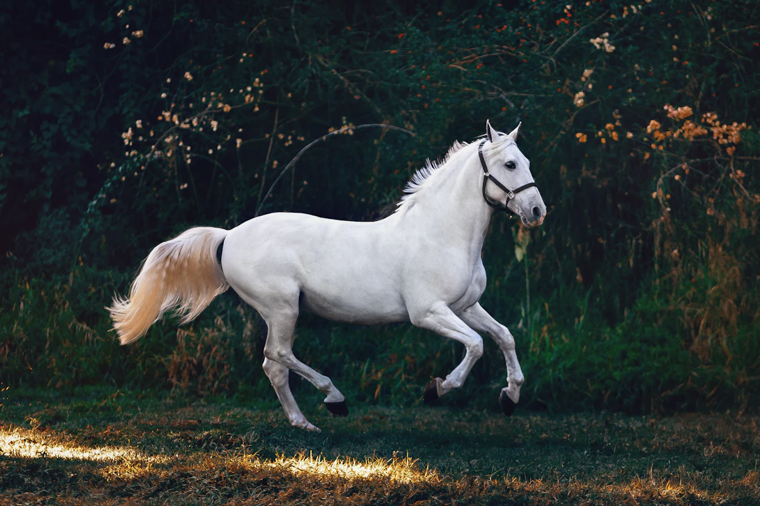 A white horse cantering through open pasture