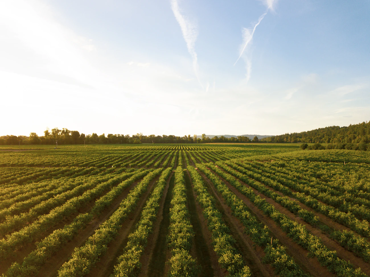 Vineyard rows curving over the hills, seen from above