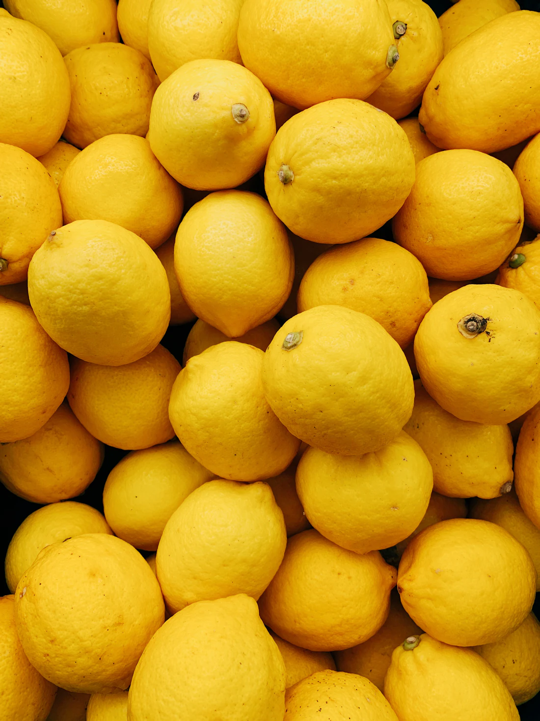 Amalfi lemons hanging in a grove